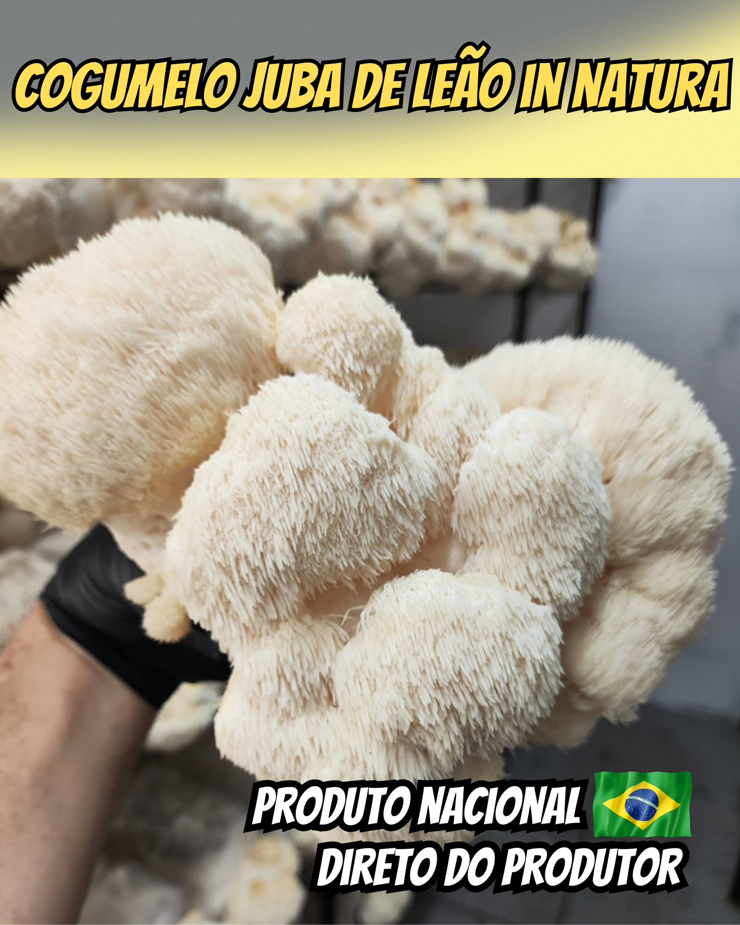 VALOR ATACADO SOB CONSULTA - Cogumelo Juba de Leão em pó - 500 g