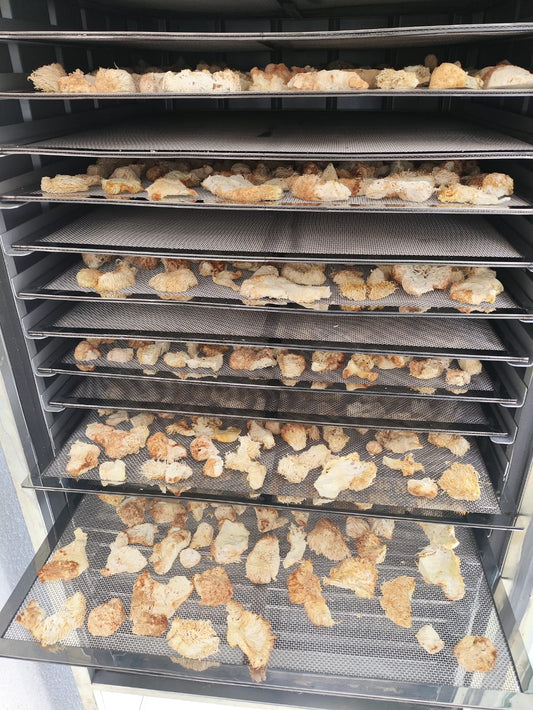 Cogumelo Juba de Leão desidratado em pedaços 100g