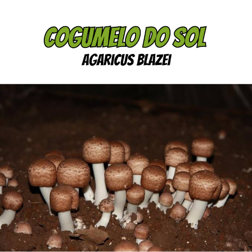Cogumelo do Sol em pó 60g – 100% cogumelo puro