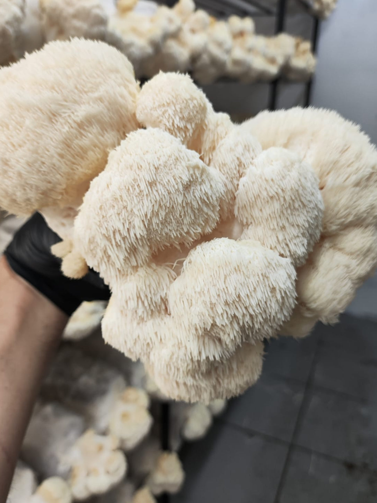 VALOR ATACADO SOB CONSULTA - Cogumelo Juba de Leão em pó - 01 kg